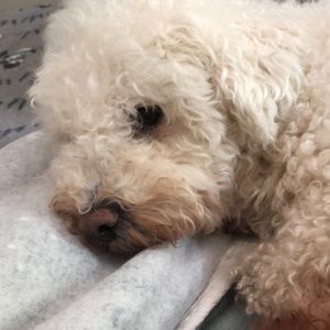 Meet your Posher, Donna